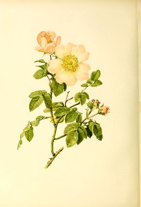 genusrosa2_0030