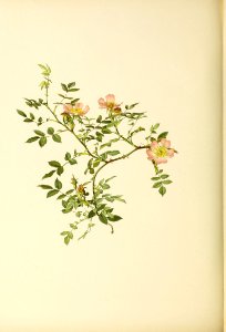 genusrosa2_0025