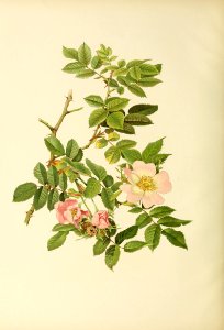 genusrosa2_0028