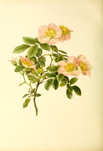 genusrosa2_0026