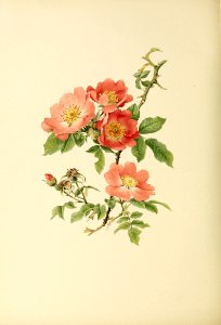 genusrosa2_0024