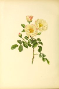 genusrosa2_0023
