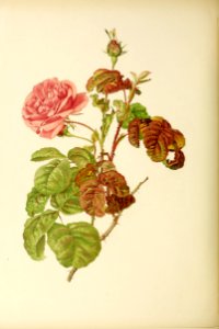 genusrosa2_0021