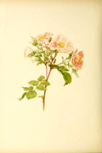 genusrosa2_0022