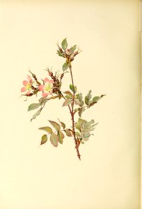 genusrosa2_0029