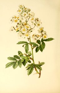 genusrosa1_0004