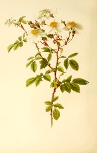 genusrosa1_0003