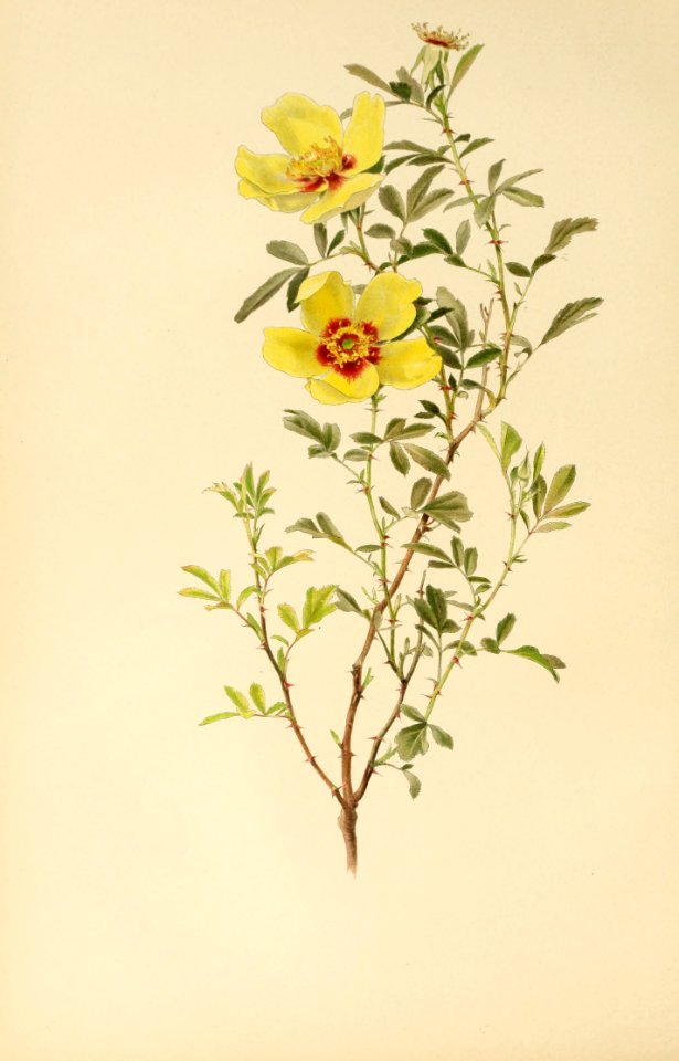 genusrosa1_0002