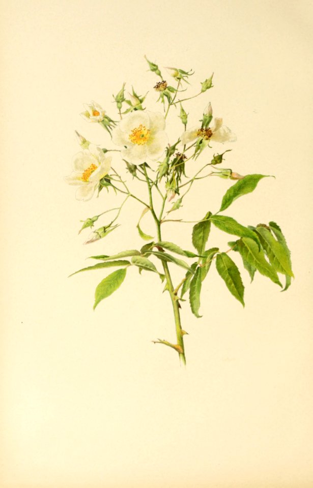 genusrosa1_0005