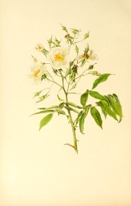genusrosa1_0005