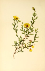 genusrosa1_0001
