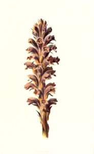 familiarwildflow04_0039