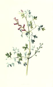 familiarwildflow04_0038