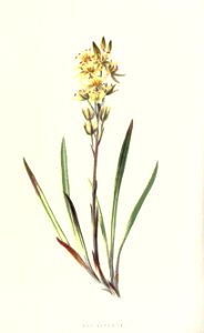 familiarwildflow04_0035