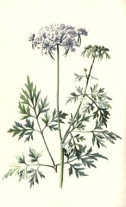 familiarwildflow04_0034