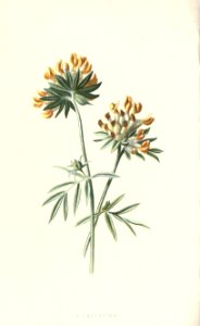 familiarwildflow04_0037