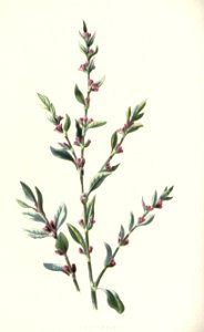 familiarwildflow04_0032