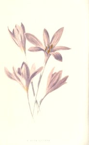 familiarwildflow04_0033