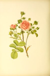 genusrosa2_0016