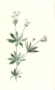 familiarwildflow04_0036