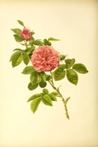 genusrosa2_0013