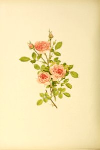 genusrosa2_0017