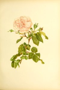 genusrosa2_0012