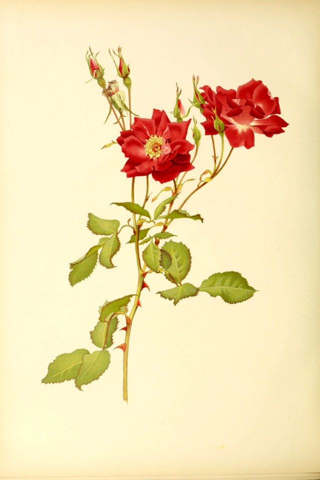 genusrosa2_0011