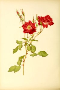 genusrosa2_0011
