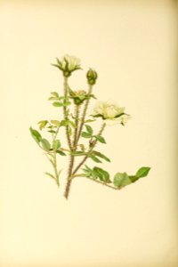 genusrosa2_0015