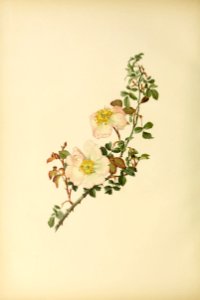 genusrosa2_0008