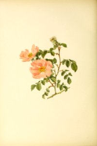 genusrosa2_0009