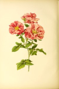 genusrosa2_0007