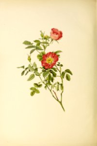genusrosa2_0005