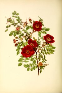 genusrosa2_0003