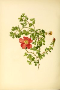 genusrosa2_0004