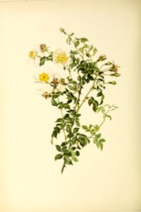 genusrosa2_0001