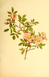 genusrosa1_0085