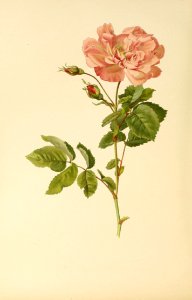 genusrosa1_0082