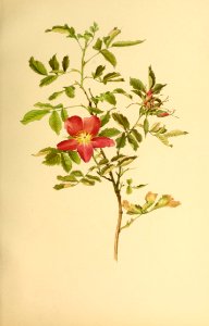genusrosa1_0084