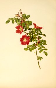 genusrosa1_0081