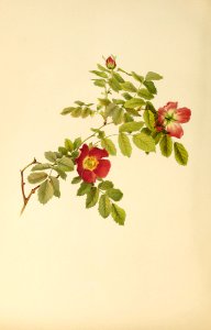 genusrosa1_0080