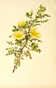 genusrosa1_0076