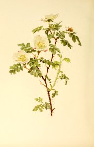 genusrosa1_0077
