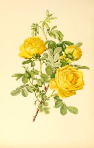 genusrosa1_0074