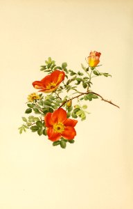 genusrosa1_0073