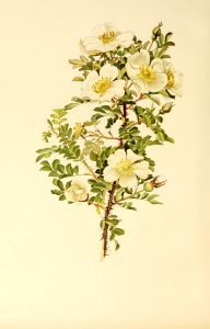 genusrosa1_0070