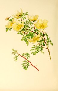 genusrosa1_0069