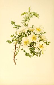 genusrosa1_0068