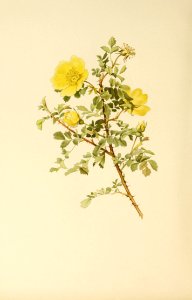 genusrosa1_0067
